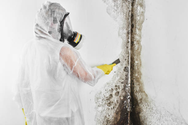 Best Industrial Mold Remediation in Sonora, CA