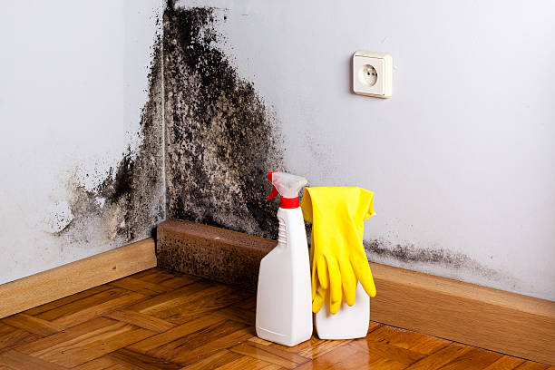 Best Attic Mold Remediation in Sonora, CA
